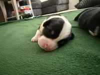 Snoopy , a male Pembroke Welsh Corgi for sale in Mc Farland, CA – 8 of 8