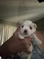 Boy, a male Maltese for sale in Blythe, CA – 1 of 4