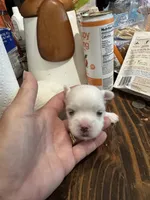 Boy, a male Maltese for sale in Chandler, AZ – 2 of 4