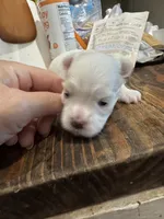 Boy, a male Maltese for sale in Chandler, AZ – 3 of 4