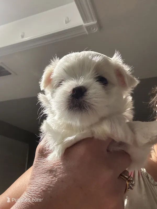 Boy – Maltese puppy for sale in Blythe, CA