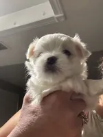 Boy, a male Maltese for sale in Chandler, AZ – 2 of 8