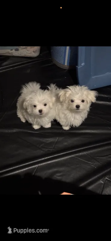 Boy – Maltese puppy for sale in Chandler, AZ