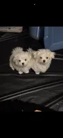 Boy, a male Maltese for sale in Chandler, AZ – 1 of 8