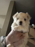 Boy, a male Maltese for sale in Chandler, AZ – 3 of 8