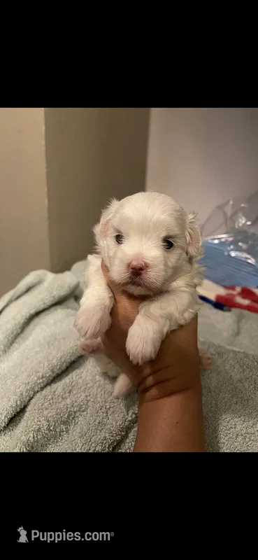Boy – Maltese puppy for sale in Chandler, AZ