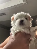 Boy, a male Maltese for sale in Chandler, AZ – 4 of 8