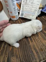 Boy, a male Maltese for sale in Chandler, AZ – 4 of 4