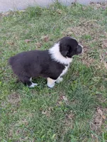Oreo, a female Pembroke Welsh Corgi for sale in Cape Fair, MO – Photo 4 of 4