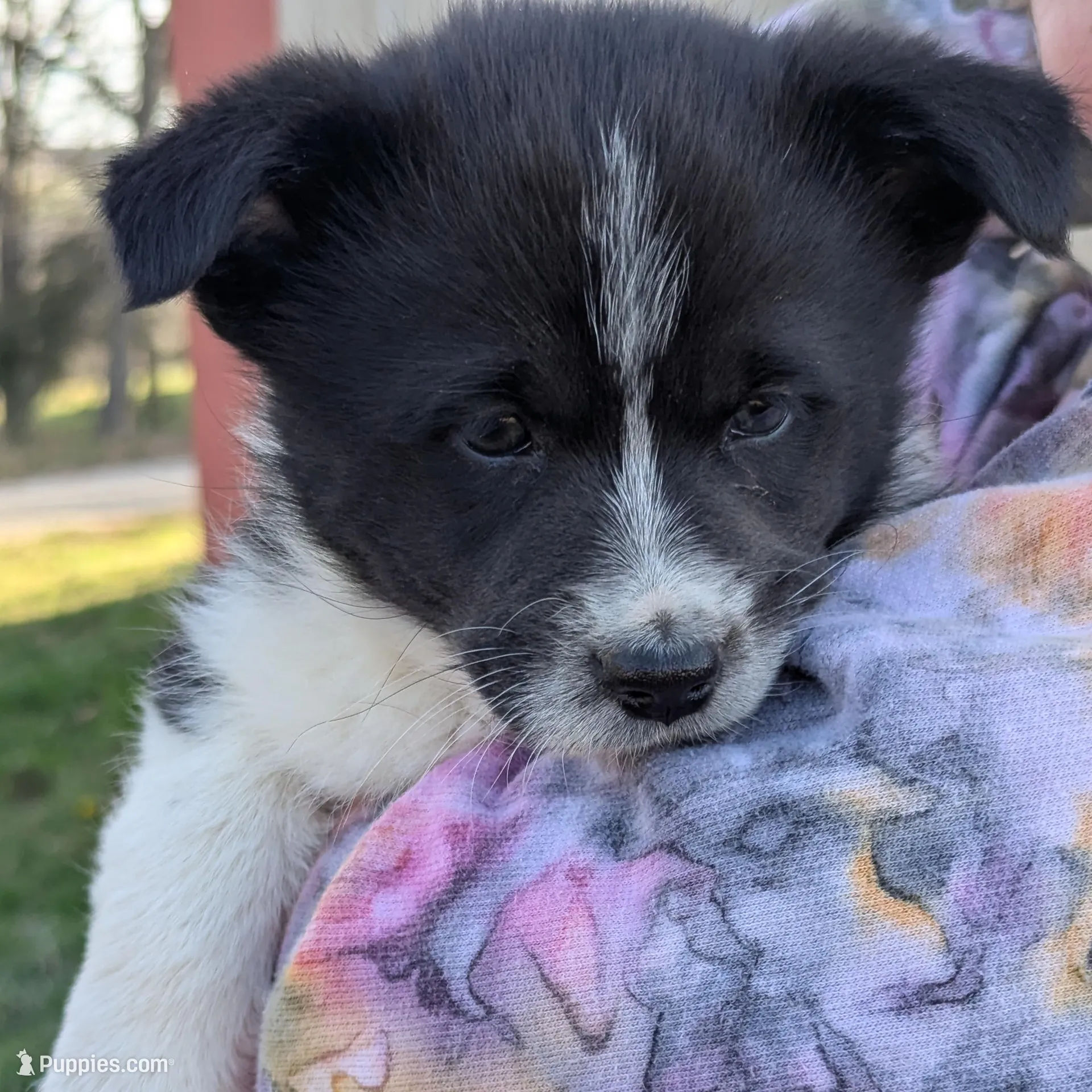Oreo – Pembroke Welsh Corgi puppy for sale in Cape Fair, MO