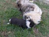 Oreo, a female Pembroke Welsh Corgi for sale in Cape Fair, MO – Photo 3 of 4
