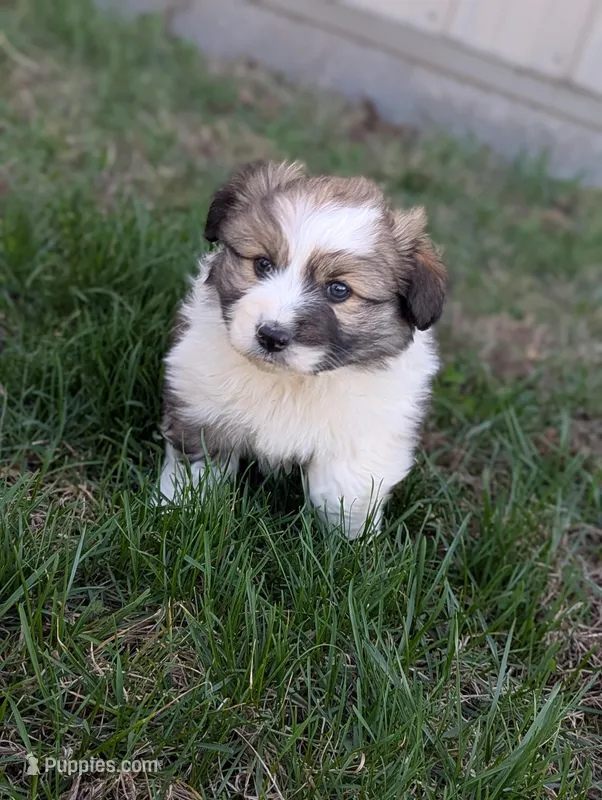 Snickers – Pembroke Welsh Corgi puppy for sale in Cape Fair, MO