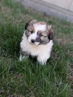 Snickers, a male Pembroke Welsh Corgi for sale in Cape Fair, MO – Photo 1 of 6