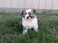 Snickers, a male Pembroke Welsh Corgi for sale in Cape Fair, MO – Photo 5 of 6
