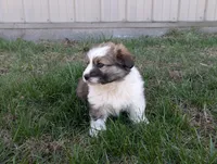 Snickers, a male Pembroke Welsh Corgi for sale in Cape Fair, MO – Photo 4 of 6