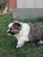 Snickers, a male Pembroke Welsh Corgi for sale in Cape Fair, MO – Photo 2 of 6