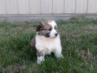 Snickers, a male Pembroke Welsh Corgi for sale in Cape Fair, MO – Photo 3 of 6