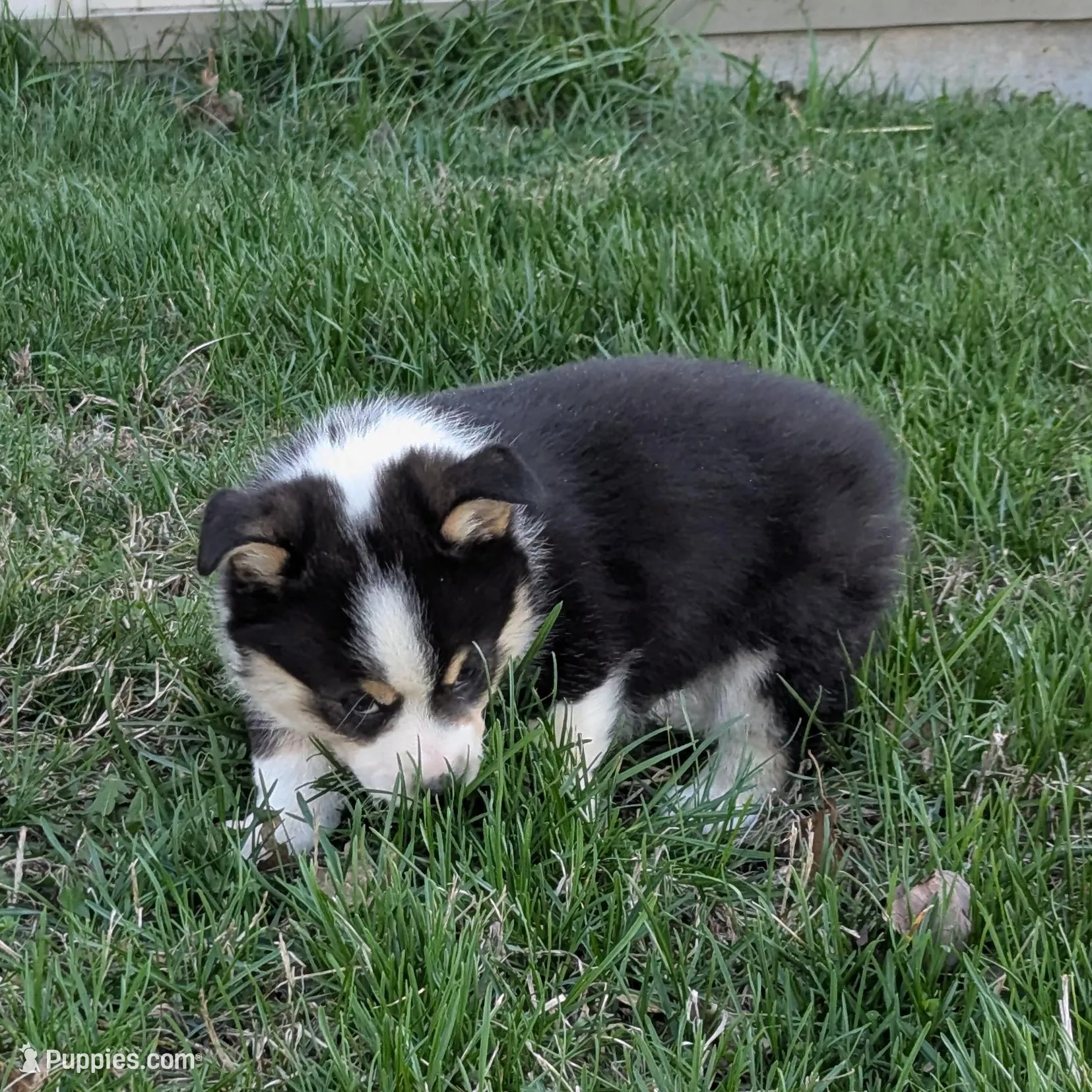Robin Hood, a male Pembroke Welsh Corgi for sale in Cape Fair, MO – Photo 3 of 4