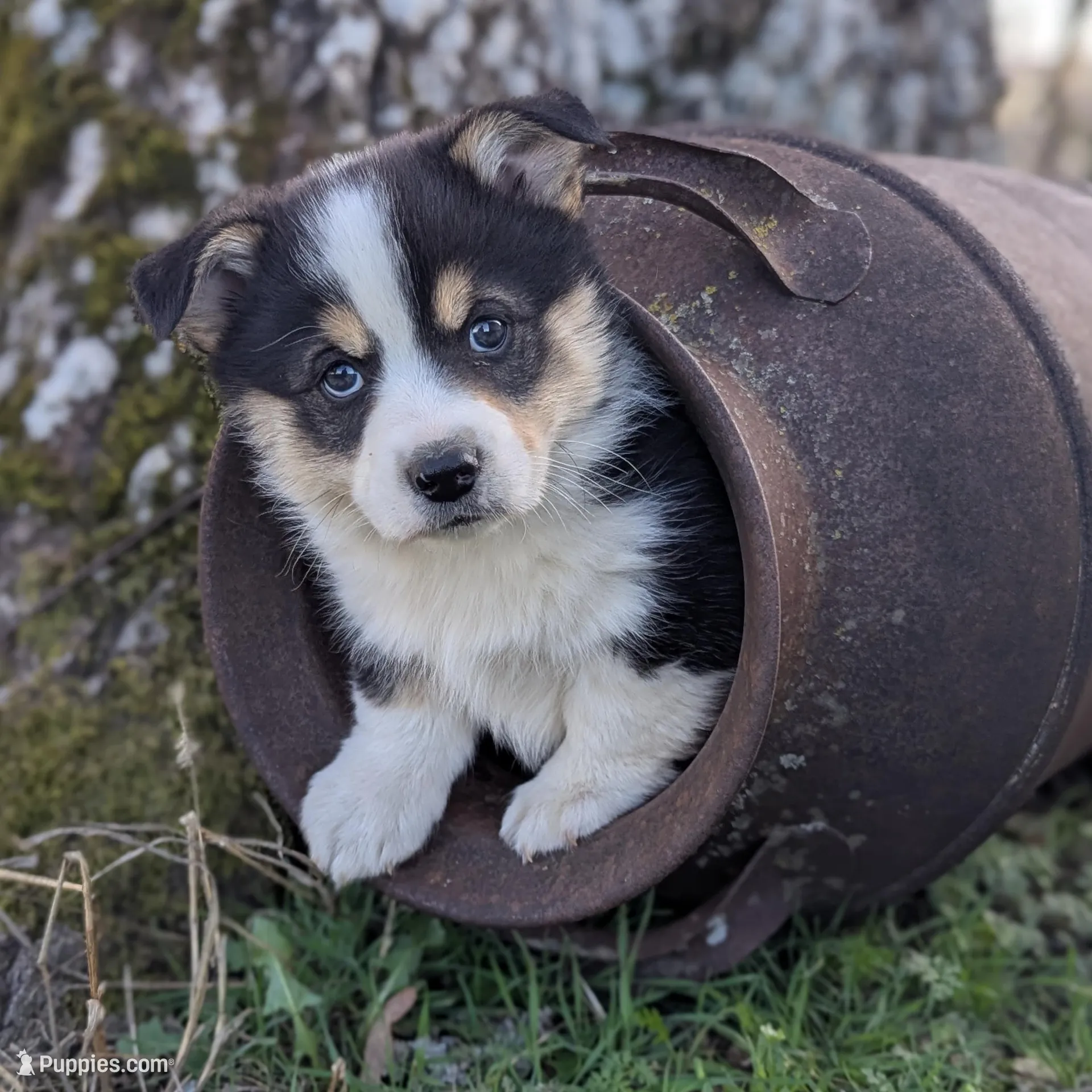 Robin Hood, a male Pembroke Welsh Corgi for sale in Cape Fair, MO – Photo 2 of 4