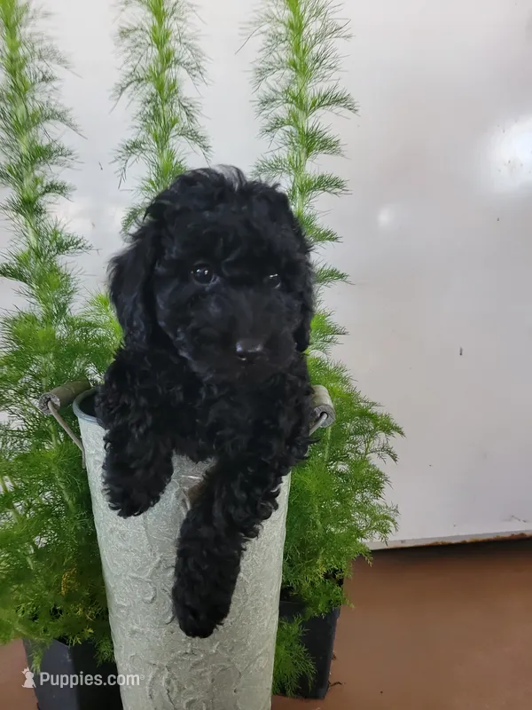 Purple girl, a female Goldendoodle for sale in Caledonia, MN – 1 of 3