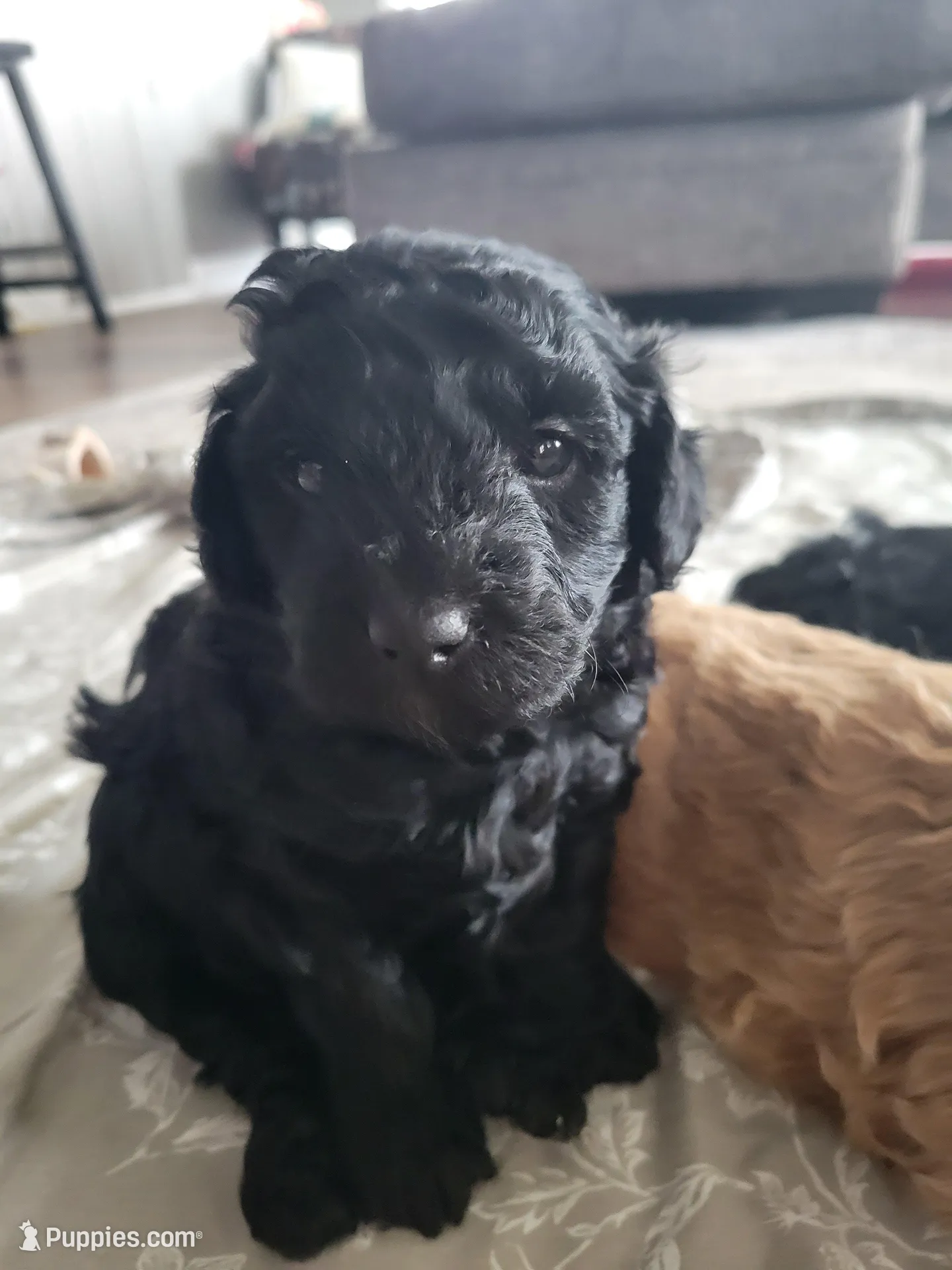 Purple girl – Goldendoodle puppy for sale in Caledonia, MN