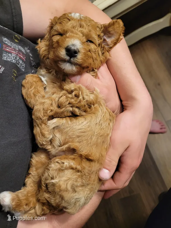 Brown girl – Goldendoodle puppy for sale in Caledonia, MN