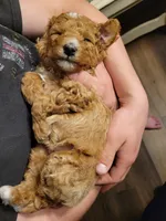 Brown girl, a female Goldendoodle for sale in Caledonia, MN – 1 of 5