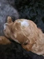 Brown girl, a female Goldendoodle for sale in Caledonia, MN – Photo 2 of 3