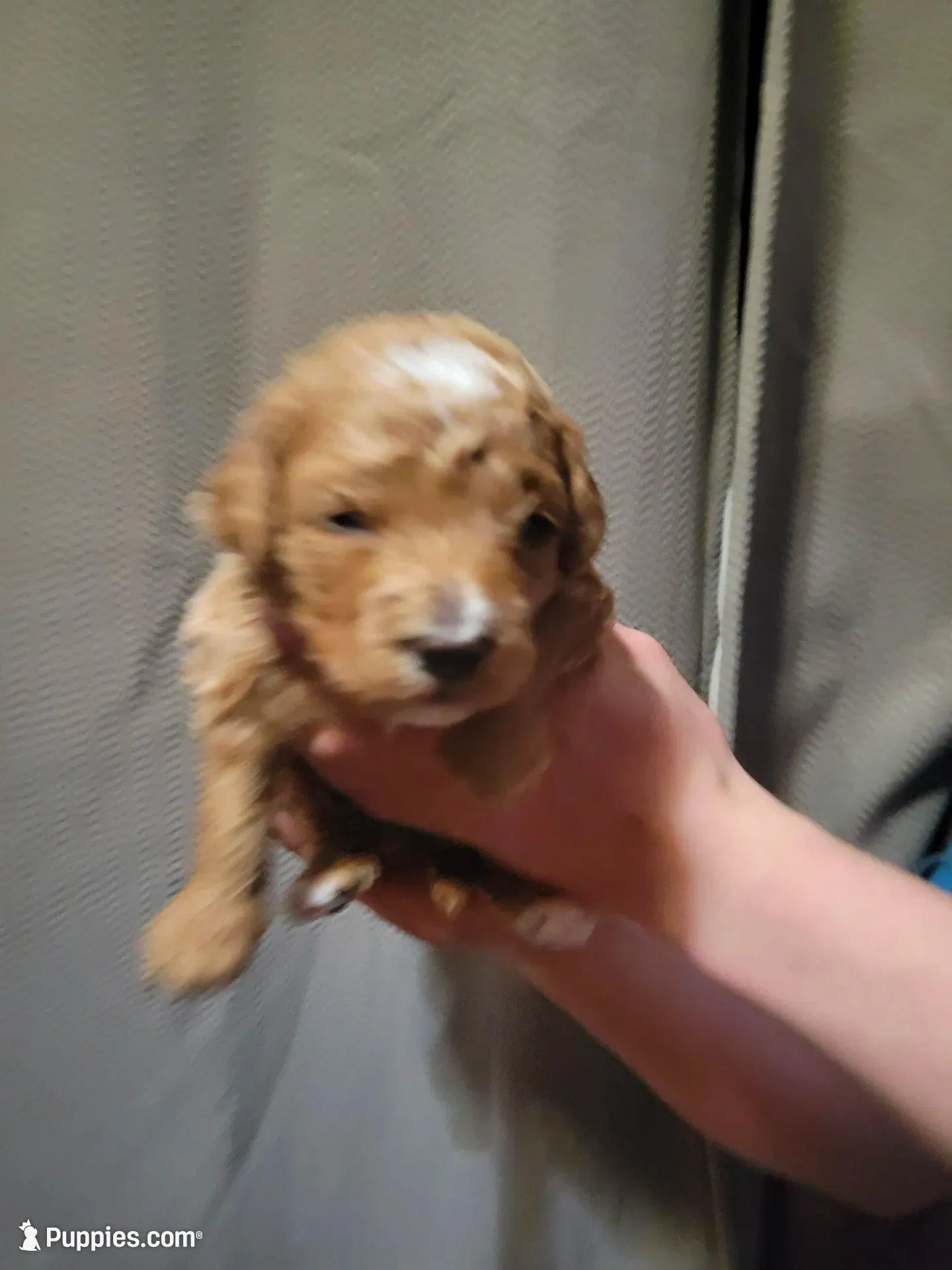 Brown girl – Goldendoodle puppy for sale in Caledonia, MN