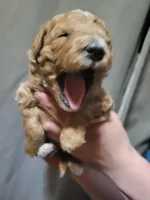 Brown girl, a female Goldendoodle for sale in Caledonia, MN – Photo 3 of 3