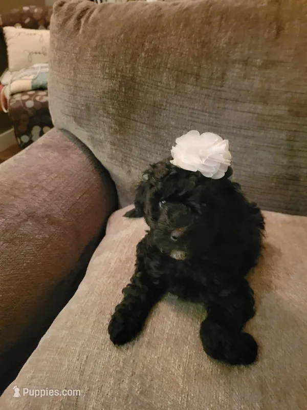 Green girl – Goldendoodle puppy for sale in Caledonia, MN