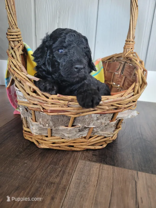 Blue boy  – Goldendoodle puppy for sale in Caledonia, MN