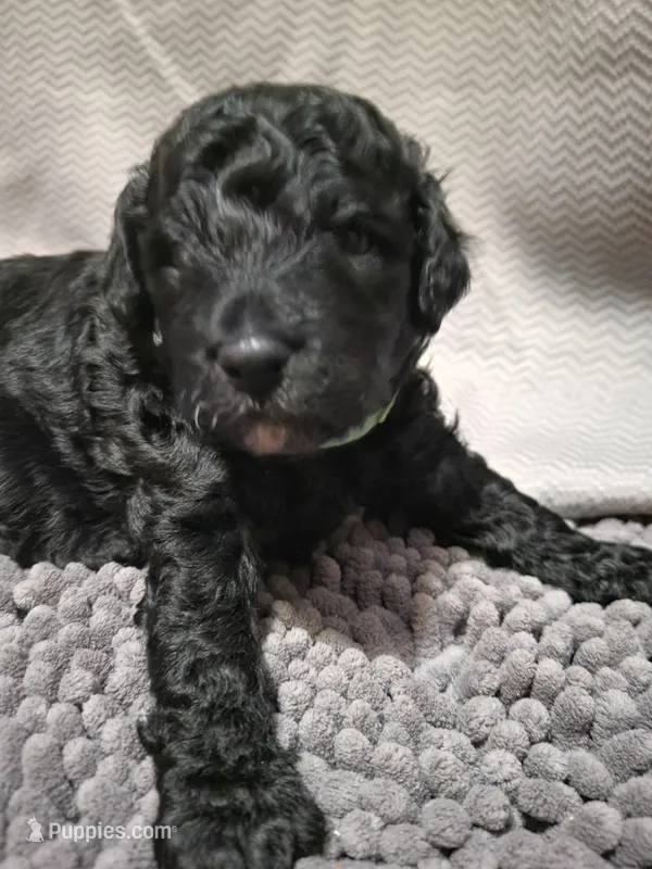 Green girl – Goldendoodle puppy for sale in Caledonia, MN