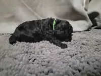 Green girl, a female Goldendoodle for sale in Caledonia, MN – Photo 2 of 2