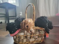Purple girl, a female Goldendoodle for sale in Caledonia, MN – 3 of 3