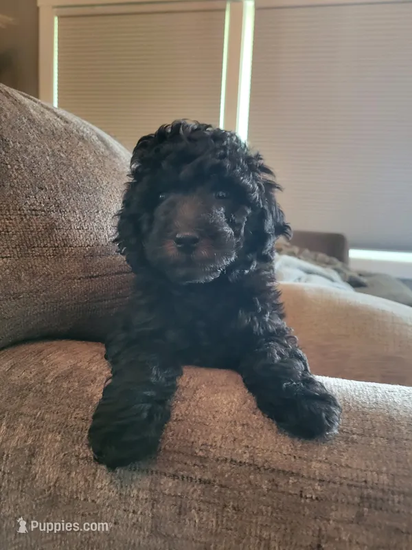 Blue boy  – Goldendoodle puppy for sale in Caledonia, MN