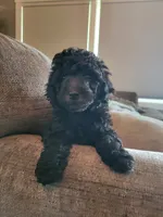 Blue boy , a male Goldendoodle for sale in Caledonia, MN – 1 of 2