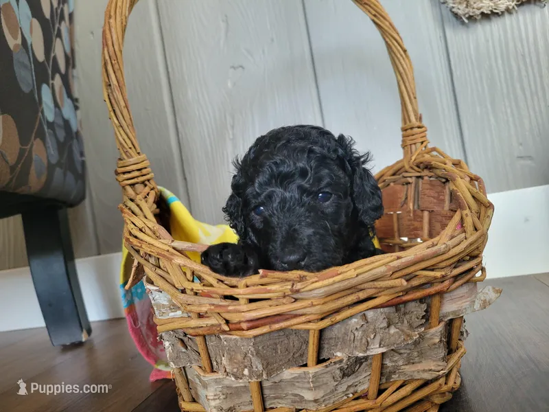 Orange boy – English Goldendoodle puppy on hold in Caledonia, MN