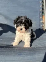 Tulip, a female Miniature Schnauzer and Poodle - Toy  for sale in Haltom City, TX – Photo 3 of 5