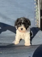 Tulip, a female Miniature Schnauzer and Poodle - Toy  for sale in Haltom City, TX – Photo 4 of 5