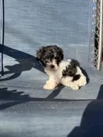 Tulip, a female Miniature Schnauzer and Poodle - Toy  for sale in Haltom City, TX – Photo 5 of 5