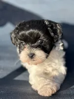Violet, a female Miniature Schnauzer and Poodle - Toy  for sale in Haltom City, TX – Photo 1 of 3