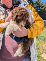 Otto, a male Aussiedoodle for sale in Boyne Falls, MI – 2 of 6