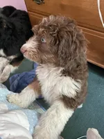 Luna, a female Aussiedoodle for sale in Boyne Falls, MI – 2 of 3
