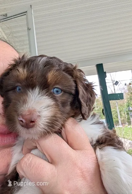Luna – Aussiedoodle puppy for sale in Boyne Falls, MI