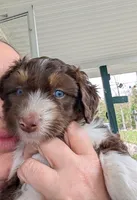 Luna, a female Aussiedoodle for sale in Boyne Falls, MI – 1 of 3