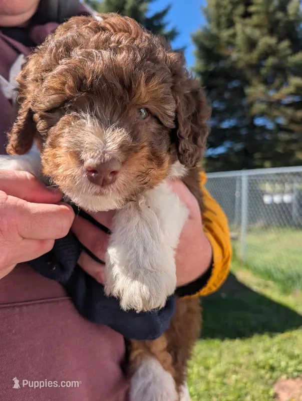 Otto – Aussiedoodle puppy for sale in Boyne Falls, MI