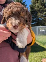Otto, a male Aussiedoodle for sale in Boyne Falls, MI – 1 of 6