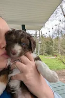Luna, a female Aussiedoodle for sale in Boyne Falls, MI – 3 of 3