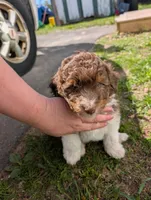 Otto, a male Aussiedoodle for sale in Boyne Falls, MI – 5 of 6